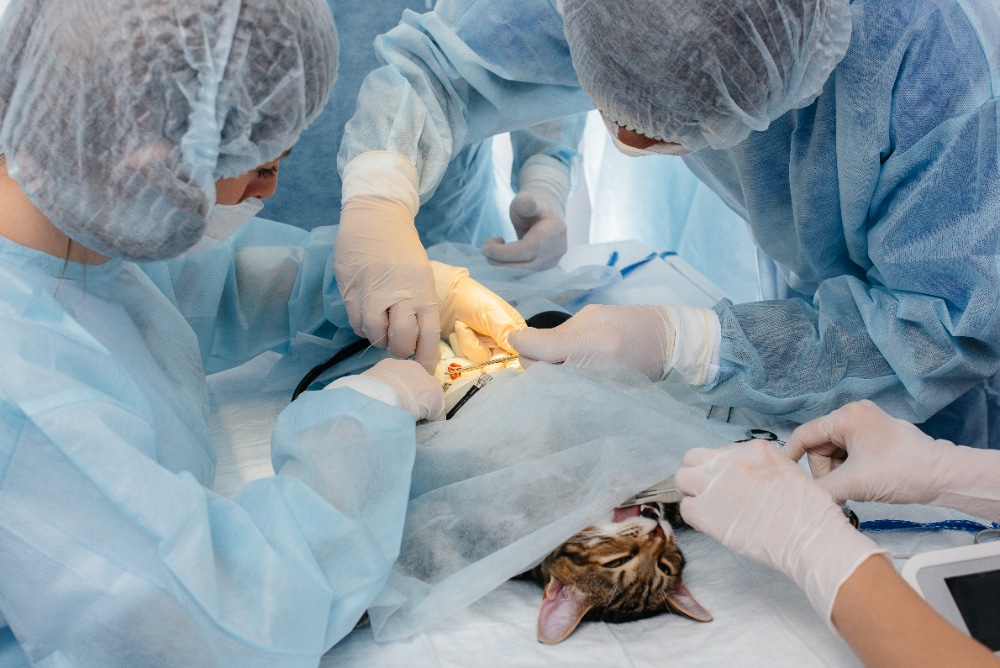 Equipo de CAT MEDICAL CARE: dedicación a la salud felina