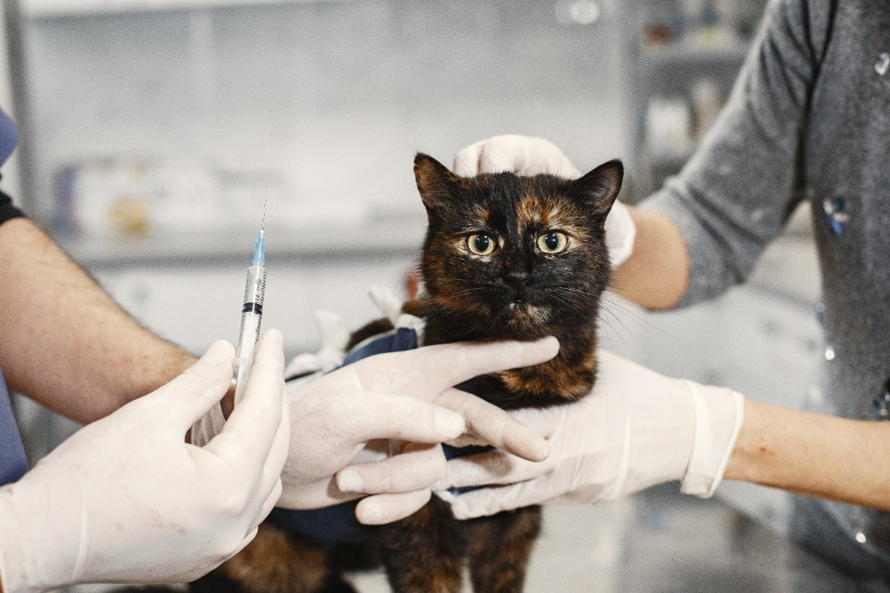 Consulta general para gatos en CAT MEDICAL CARE