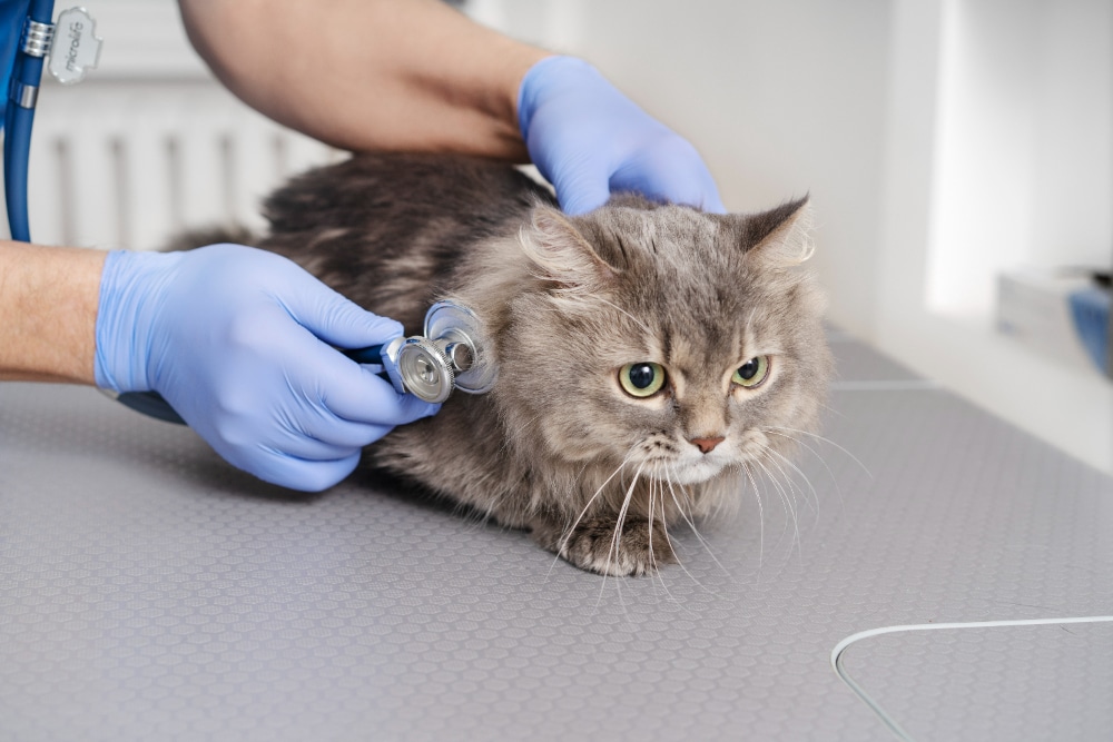 Atención integral y personalizada para gatos en CAT MEDICAL CARE
