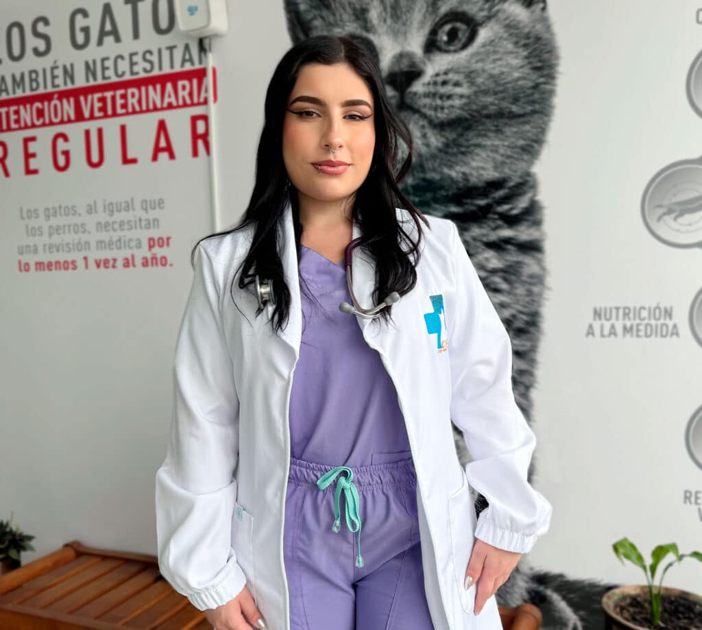 Incubadora para cuidados de gatitos recién nacidos