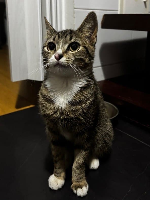 Mi, la gata de la Dra. Camila Lemus