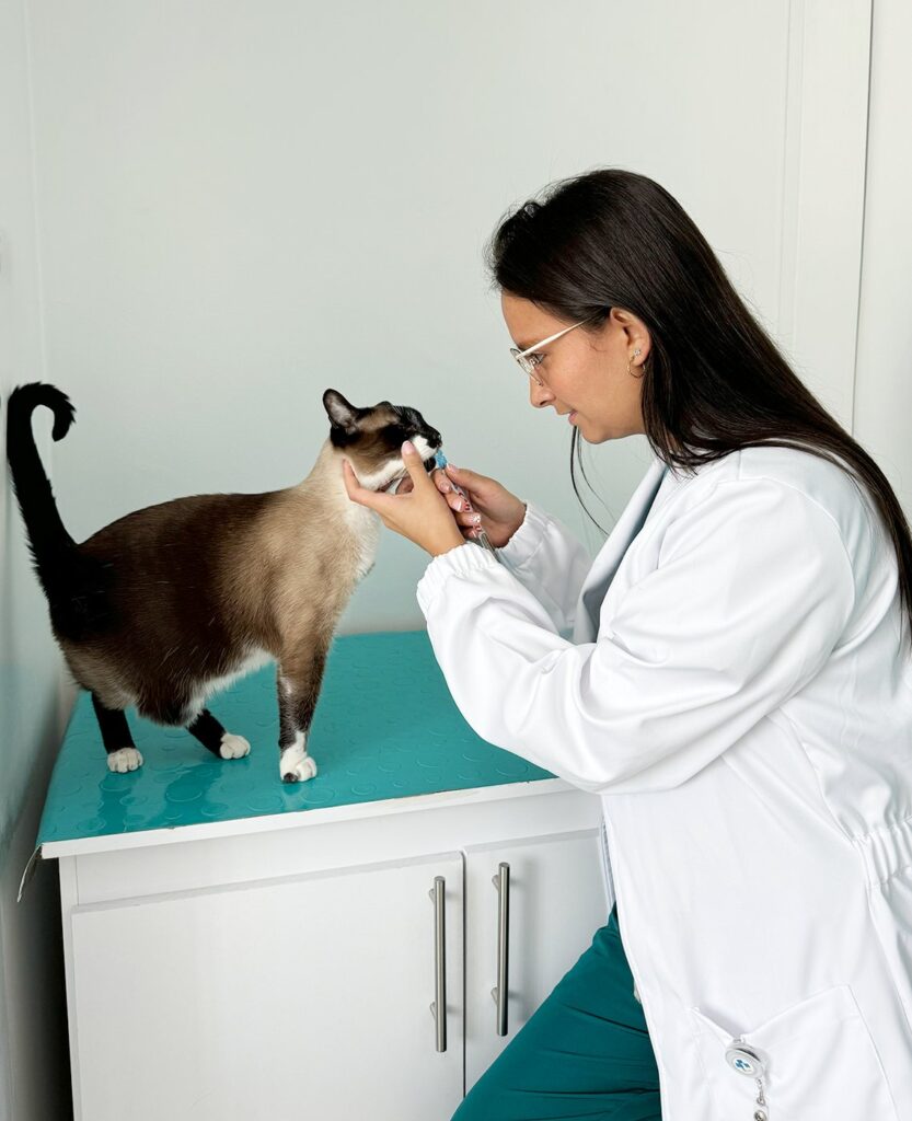 Médica veterinaria administrando medicamento oral a un gato siamés