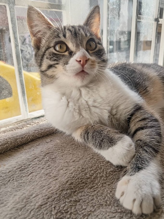 Gato del Dr. Sebastián Carrillo